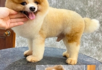 Bí quyết cắt tỉa lông, spa cho chó tại nhà