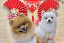 Chi tiền triệu cho thú cưng đi spa, khách sạn nghĩ dưỡng sang chảnh