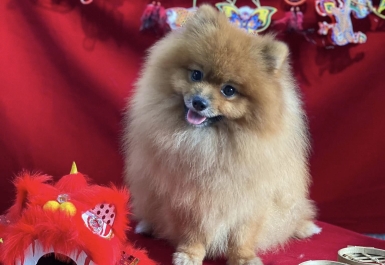 Quy Trình Spa Cho Bé Tại Nụ Store