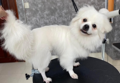 Những điều cần biết khi cắt tỉa lông thú cưng